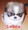 lekos