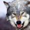 wolf-8