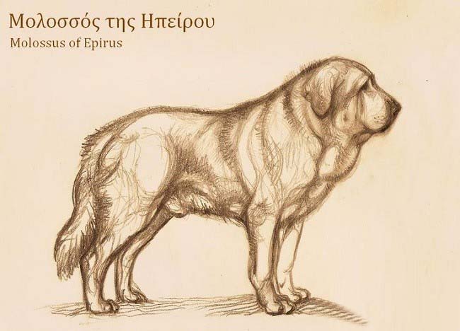 Эпирский молосс, древний Европеец